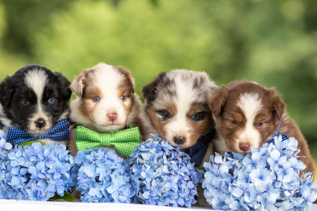 Chiot Berger Américain Miniature Bel'houria