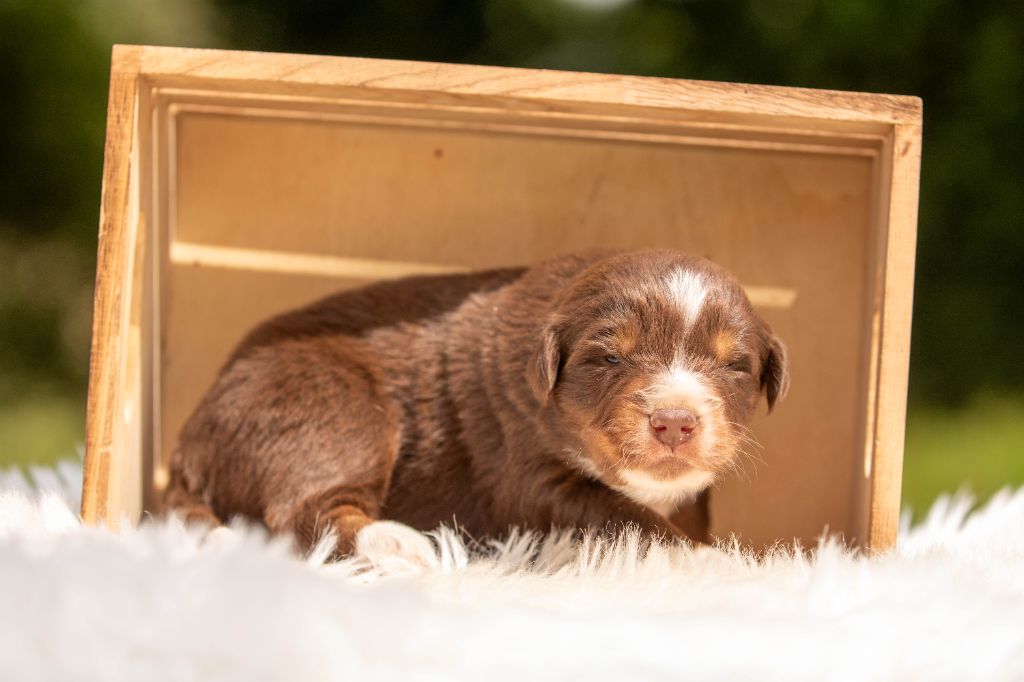CHIOT 1