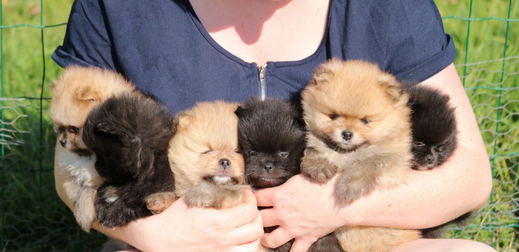 Chiot Spitz allemand Bel'houria