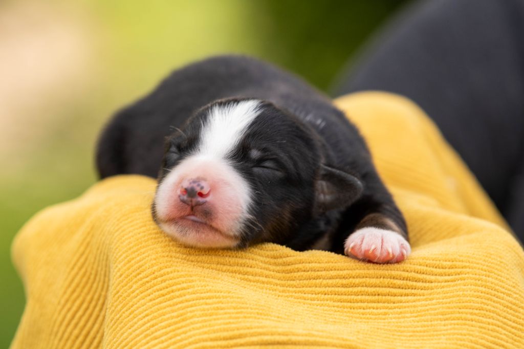 Bel'houria - Chiots disponibles - Berger Américain Miniature 